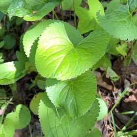 Photo of the plant species Beetleweed by @CozyBeakedyucca named James Dean on Greg, the plant care app