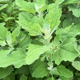 Photo of the plant species Lateflowering Goosefoot by @CozyBeakedyucca named Leaf Erickson on Greg, the plant care app