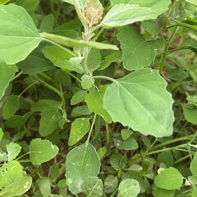 Photo of the plant species Lateflowering Goosefoot by @CozyBeakedyucca named Robert Plant on Greg, the plant care app