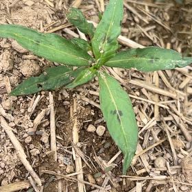 Photo of the plant species Spotted Ladysthumb by @CozyBeakedyucca named Terra on Greg, the plant care app