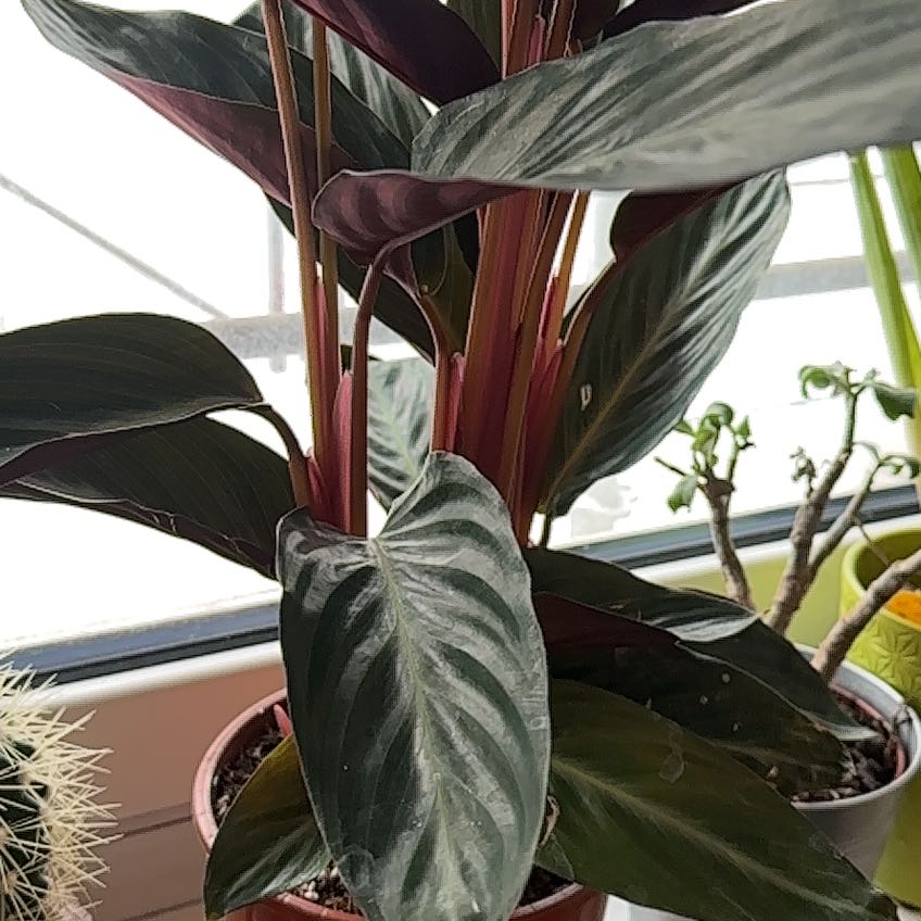 Photo of the plant species Stromanthe sanguinea 'Stripestar' by @BrainyIroncross named Big Me… on Greg, the plant care app