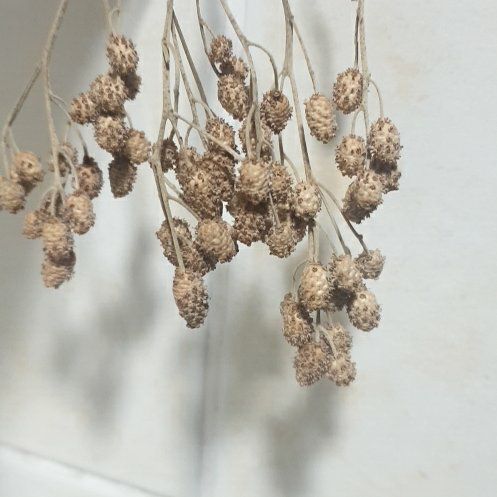 Photo of the plant species Button Mangrove by @OverseerSalsify named Pax on Greg, the plant care app