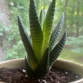 Photo of the plant species Gasteria 'Okavango' by @GlossyHardbeech named Dots on Greg, the plant care app