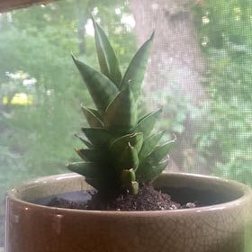 Photo of the plant species Gasteria 'Okavango' by @GlossyHardbeech named Stripes on Greg, the plant care app