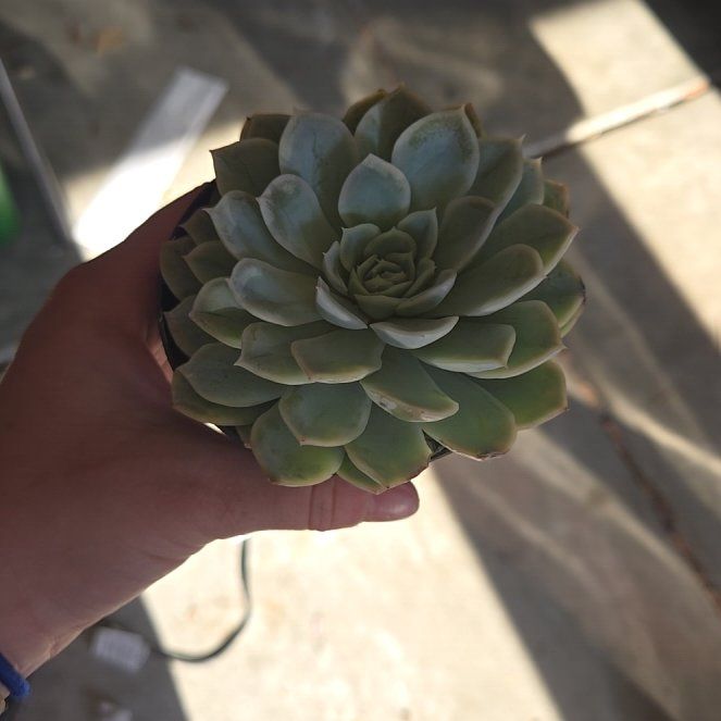 Photo of the plant species Echeveria by @ZestyHollyhock named Planty on Greg, the plant care app