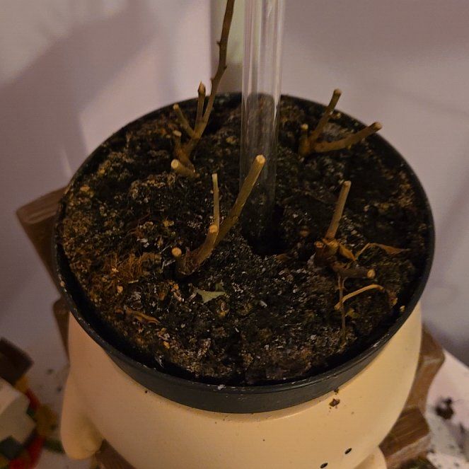 Photo of the plant species Rose by @ZestyHollyhock named Elina on Greg, the plant care app