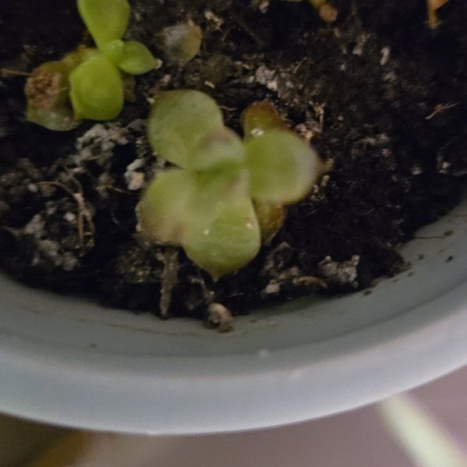 Photo of the plant species Succlent by @ZestyHollyhock named Athena on Greg, the plant care app