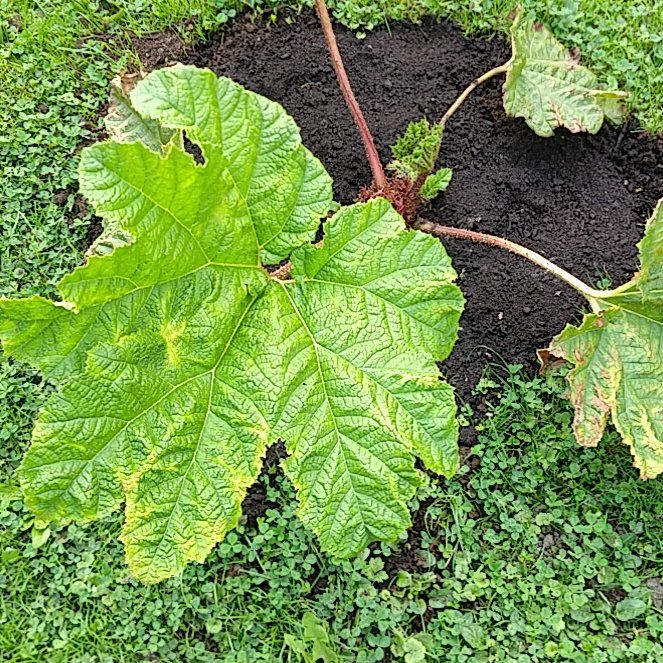 Photo of the plant species Giant Rhubarb by @ChummyPetiveria named Cleopatra on Greg, the plant care app