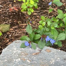 Photo of the plant species Blue Leadwood by @SirCopperbranch named Bieber on Greg, the plant care app