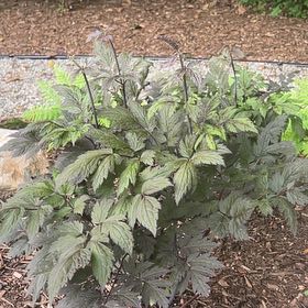 Photo of the plant species Black Baneberry by @SirCopperbranch named Peter Parker on Greg, the plant care app