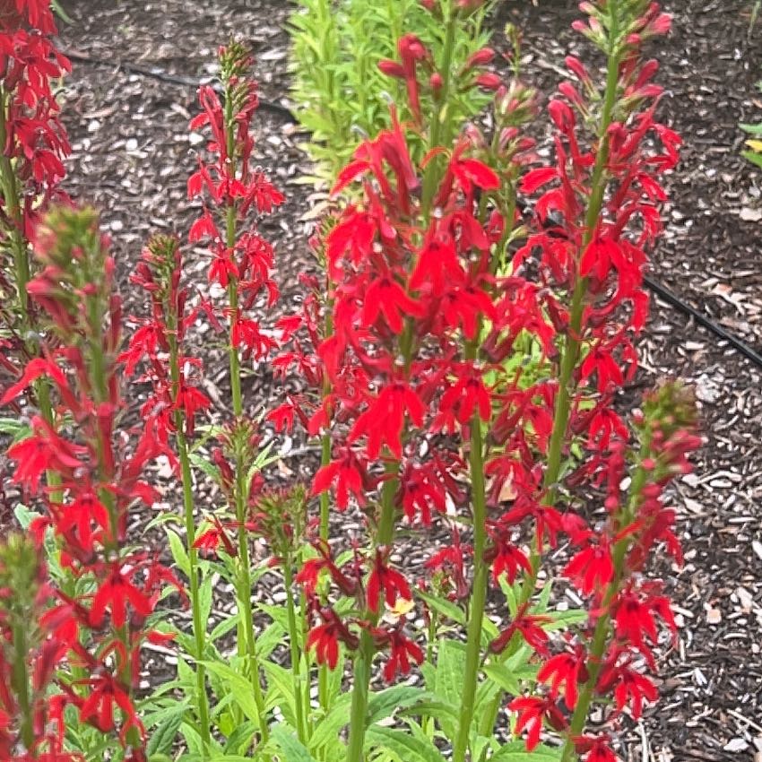 Photo of the plant species Cardinal Flower by @SirCopperbranch named Orlando Bloom on Greg, the plant care app