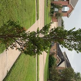 Photo of the plant species Emerald Colonnade Holly by @WillDragonfire named Hamilton on Greg, the plant care app