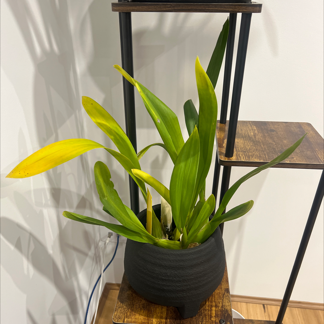 Photo of the plant species Kilauea, Dancing Lady by @FamousBluebill named Kilauea Karma - Orchid on Greg, the plant care app