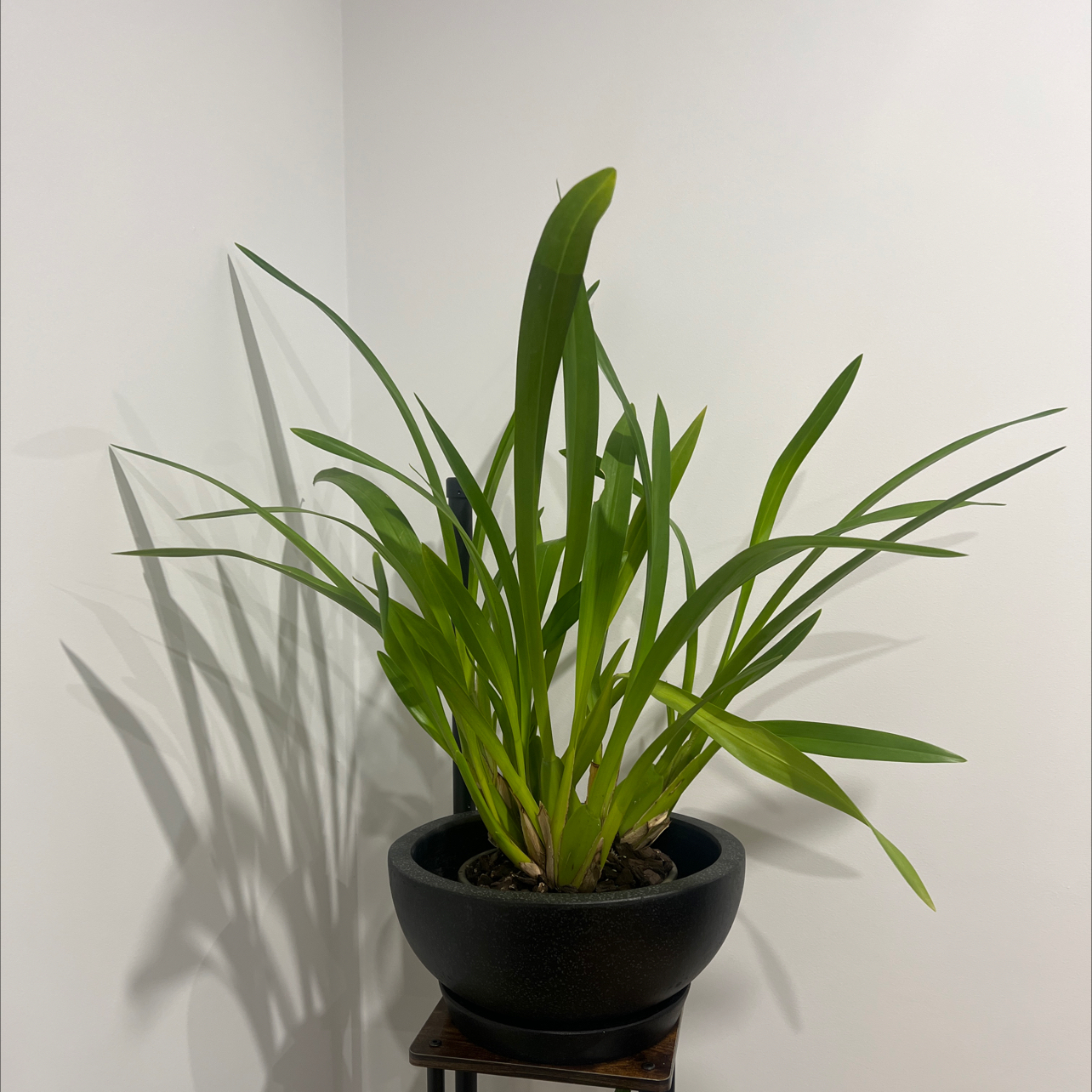 Photo of the plant species Oncidium 'Sweet Sugar' by @FamousBluebill named Altissimum x Sphacelatum - Orchid on Greg, the plant care app