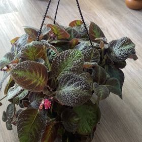 Photo of the plant species Flame Violet 'Harlequin' by @kittykakes named Derek on Greg, the plant care app