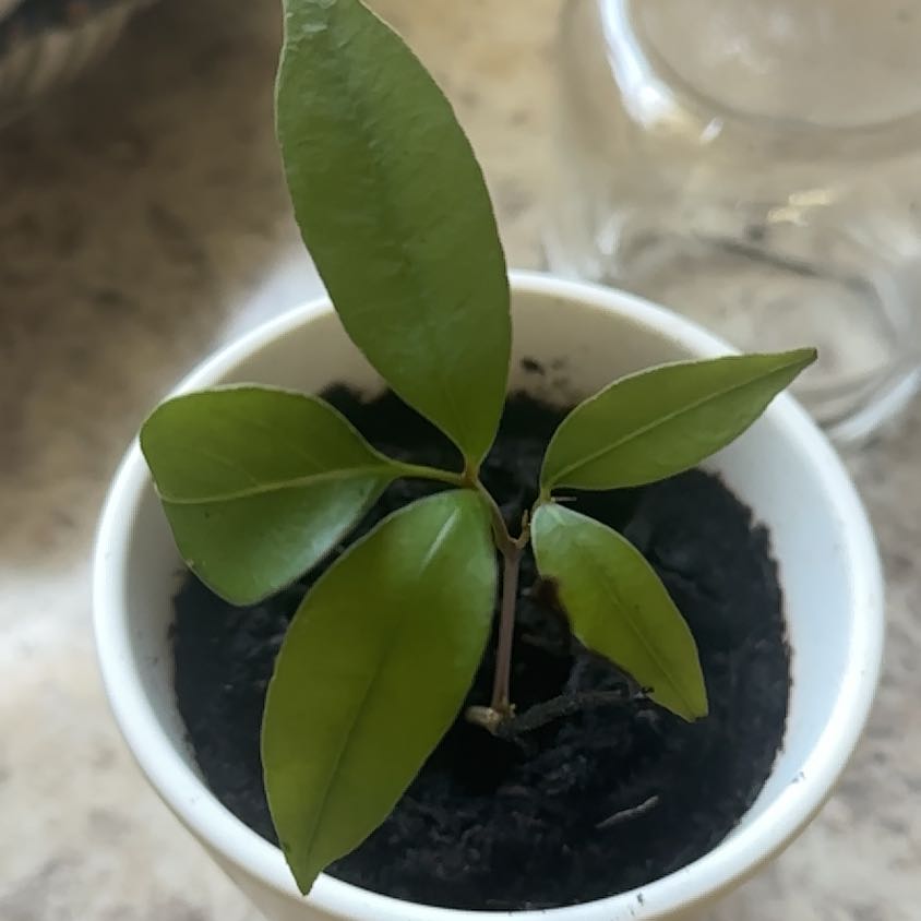 Photo of the plant species mamey sapote by @PetNettediris named Forrest on Greg, the plant care app