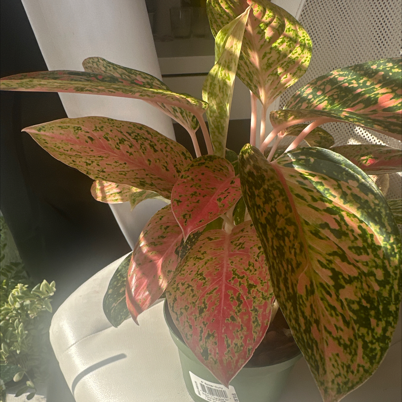 Photo of the plant species Chinese Evergreen by @IconNeem55 named Babygirl on Greg, the plant care app