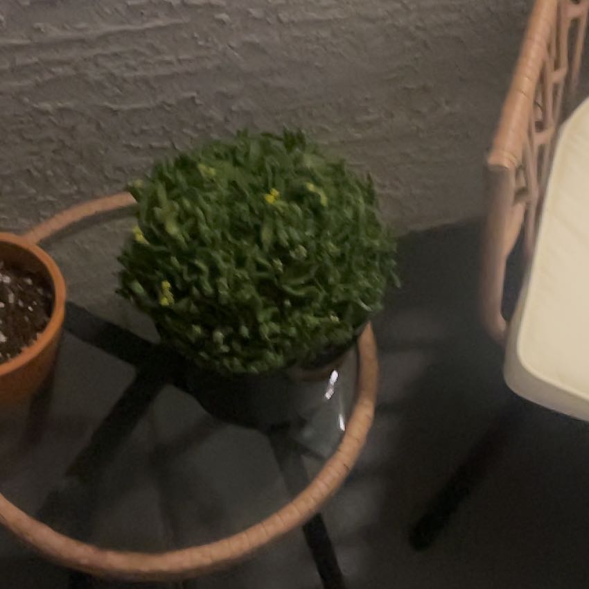 Photo of the plant species Medusa's Head Cactus by Mason named Rihanna on Greg, the plant care app