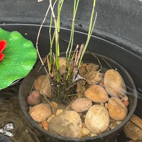 Photo of the plant species Common Scouring-Rush by @WhollyErophaca named Beyonce on Greg, the plant care app