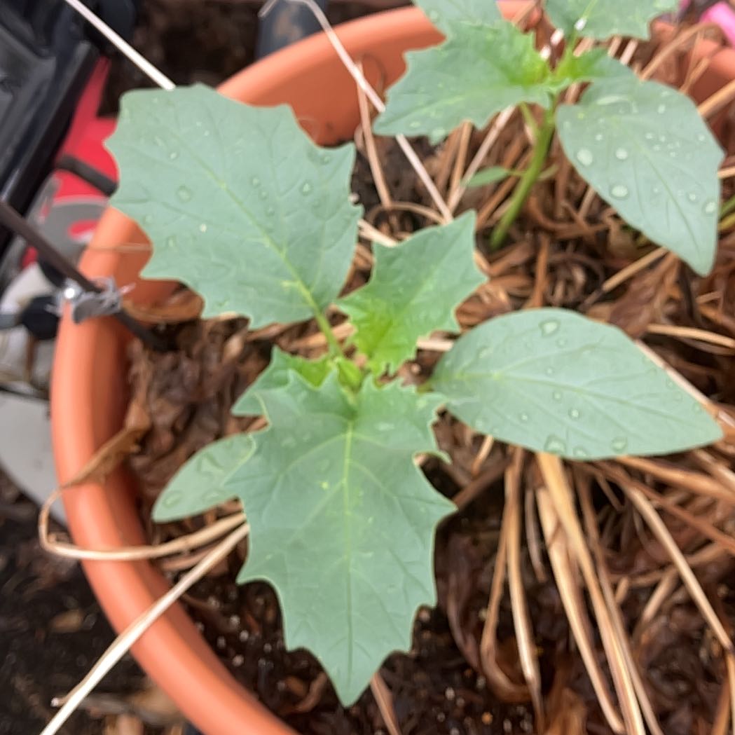 Photo of the plant species Devil's Apple by @HypnoticHautree named Fernie Saunders on Greg, the plant care app