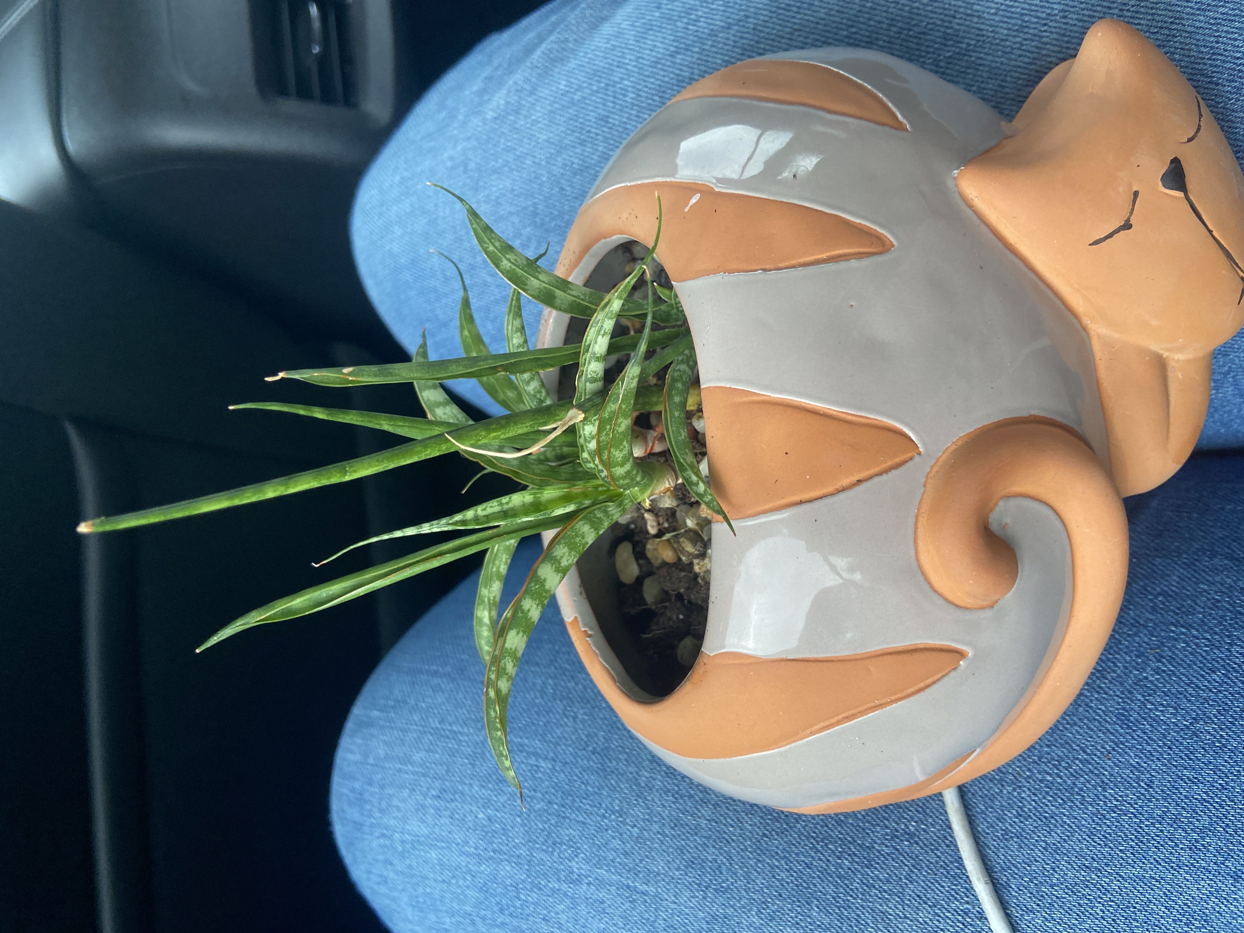 Snake Plant How Much Water & Light Does it Need to Thrive?