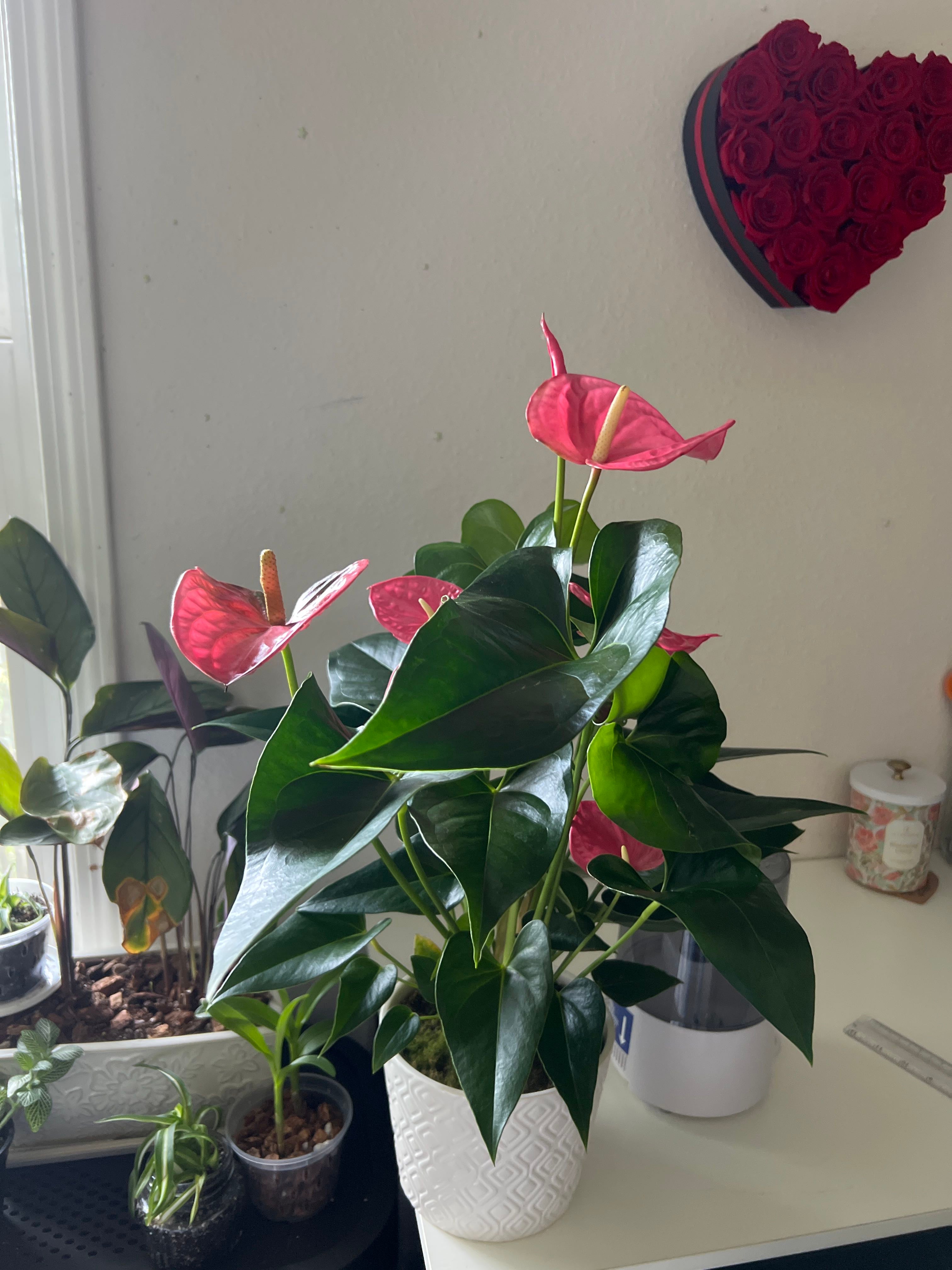 💧 How to Fix Dropping Leaves on Your Black Anthurium