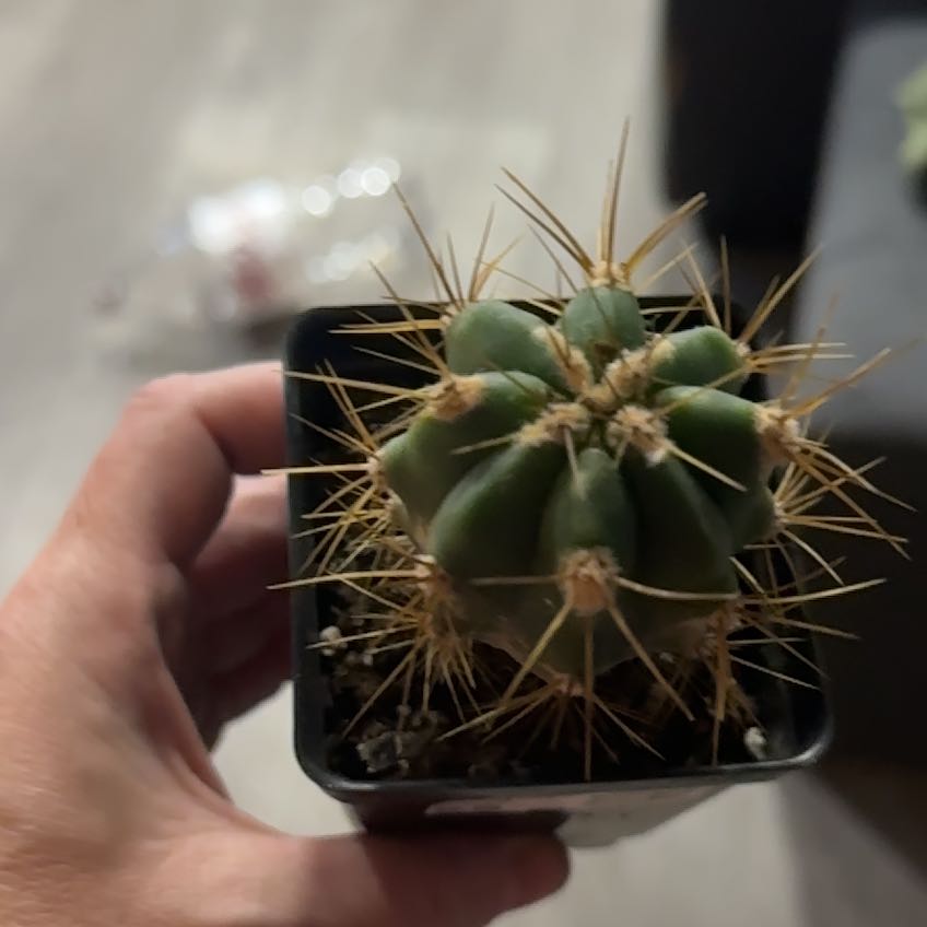 Photo of the plant species Trichocereus terscheckii by @BackupLagunaria named Navajo on Greg, the plant care app