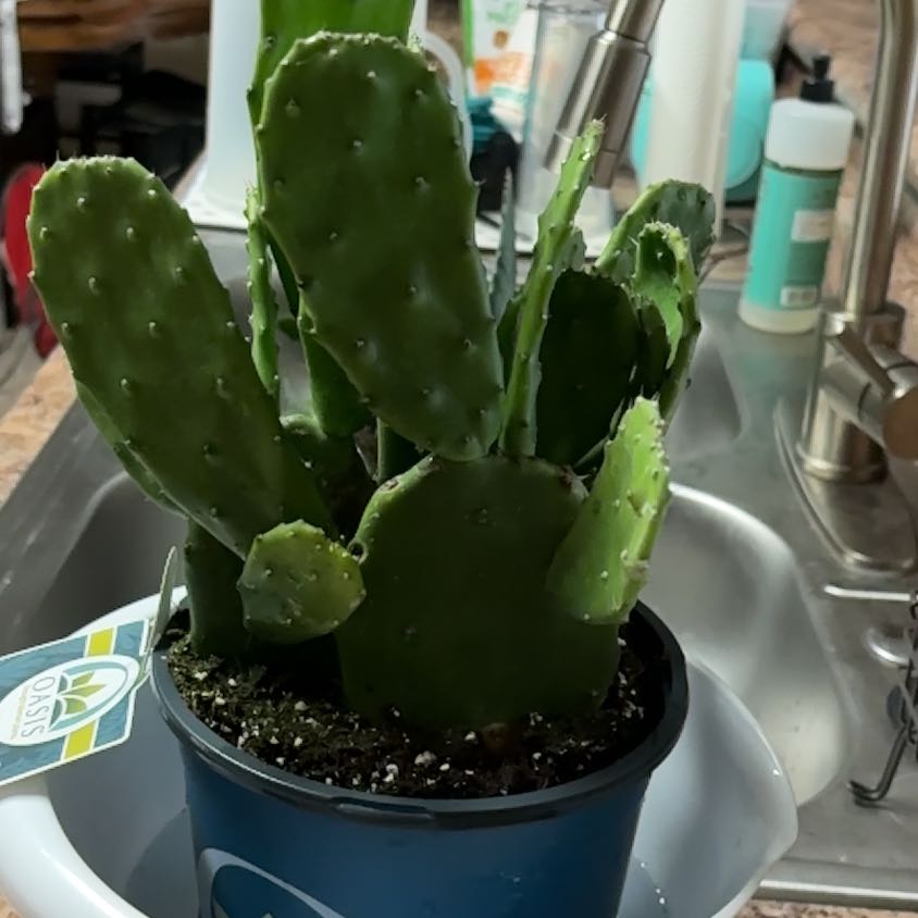 Photo of the plant species Opuntia 'San Quintin' by @YokeEuropeanash named San Quintin Cactus on Greg, the plant care app