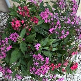Photo of the plant species Egyptian Starcluster by @MatureCordmoss named Plato on Greg, the plant care app