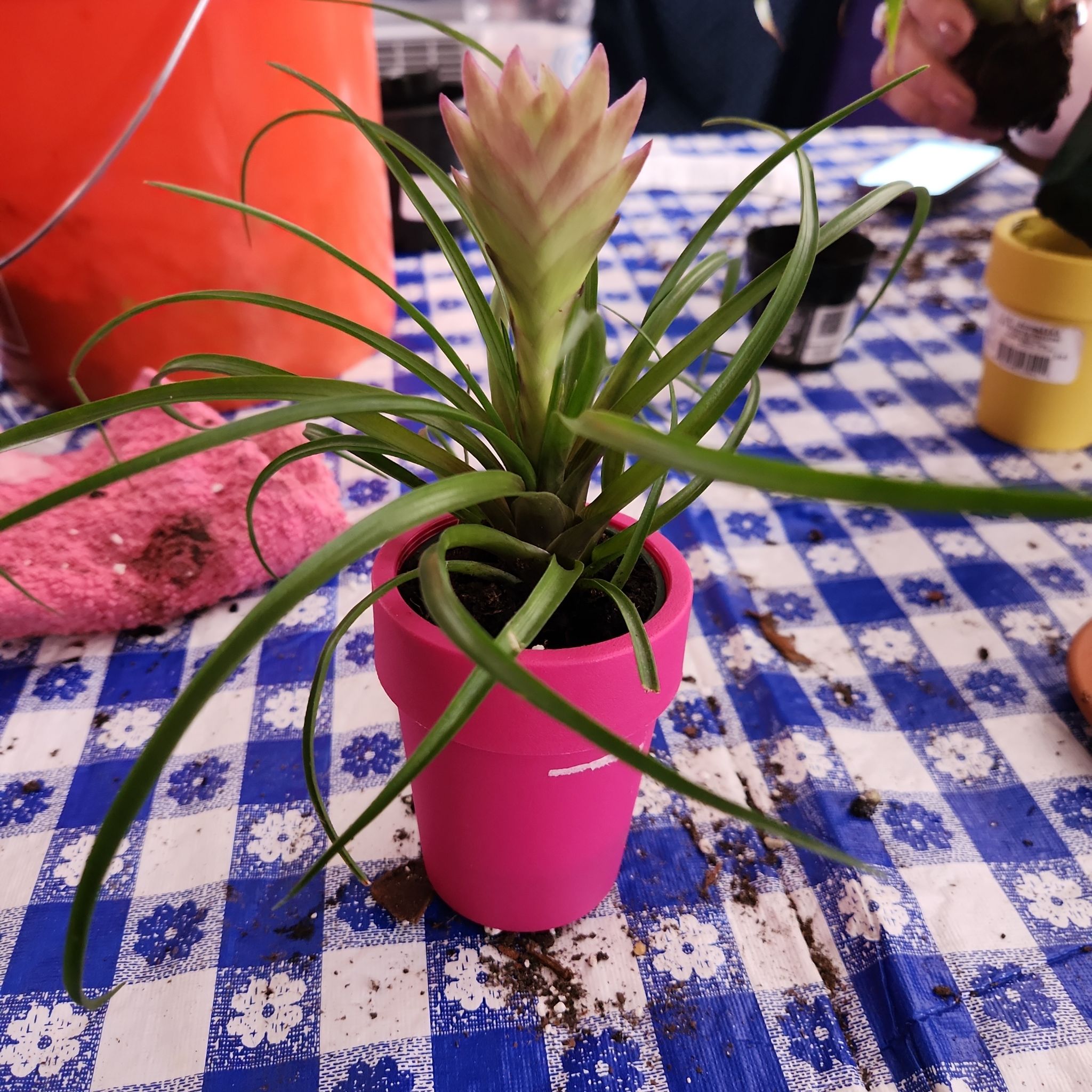 Photo of the plant species Bromeliad Antonio Pink by @ZippyFern80 named Kylie on Greg, the plant care app