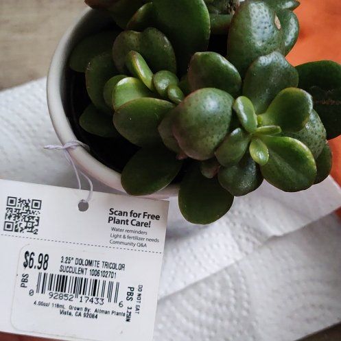 Photo of the plant species dolomite tricolor succulent by @Verigatedjade named Keanu Leaves on Greg, the plant care app