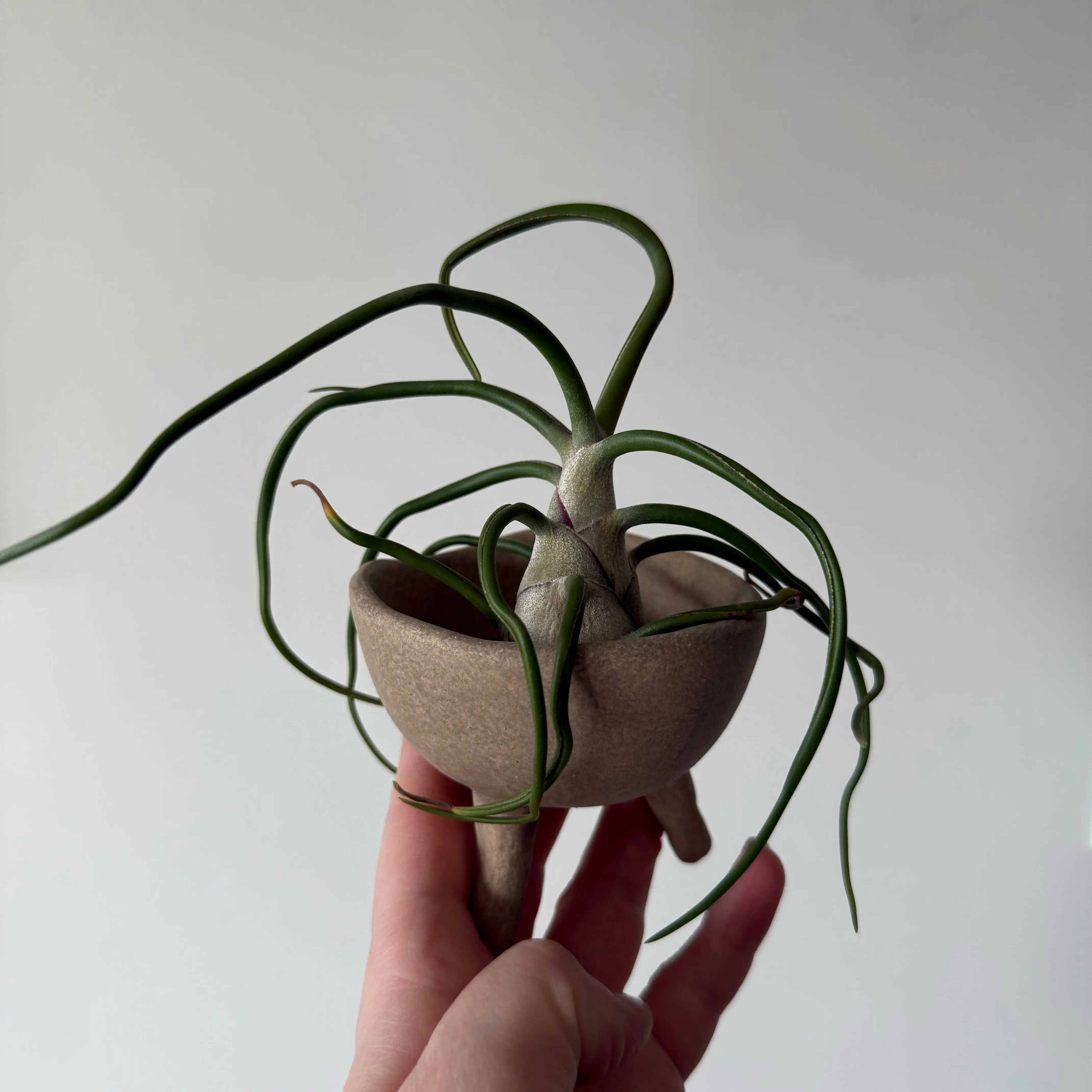 Photo of the plant species Tillandsia Bulbosa Belize by @DeftRoyalflush named Bodhi on Greg, the plant care app
