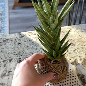 Photo of the plant species Sansevieria francisii by @DeftRoyalflush named Pinneappleito on Greg, the plant care app