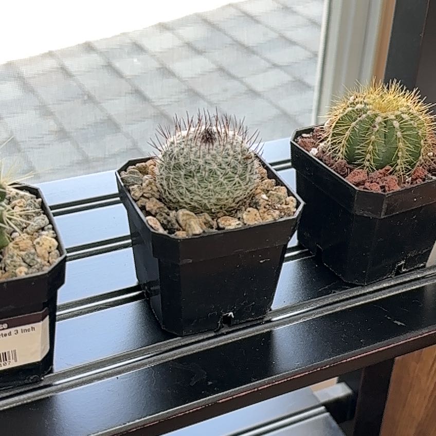 Photo of the plant species Mammillaria riteriana by @BackupCaucalis named Willow on Greg, the plant care app