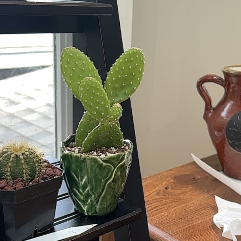 Photo of the plant species Opuntia 'Mona Lisa' by @BackupCaucalis named Sol on Greg, the plant care app