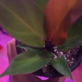 Photo of the plant species Cherry Red by @JocoseColeus47 named Zion on Greg, the plant care app