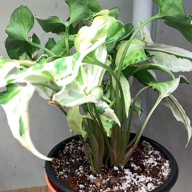 Photo of the plant species Arrowhead Plant by @JocoseColeus47 named Sir Plancelot on Greg, the plant care app