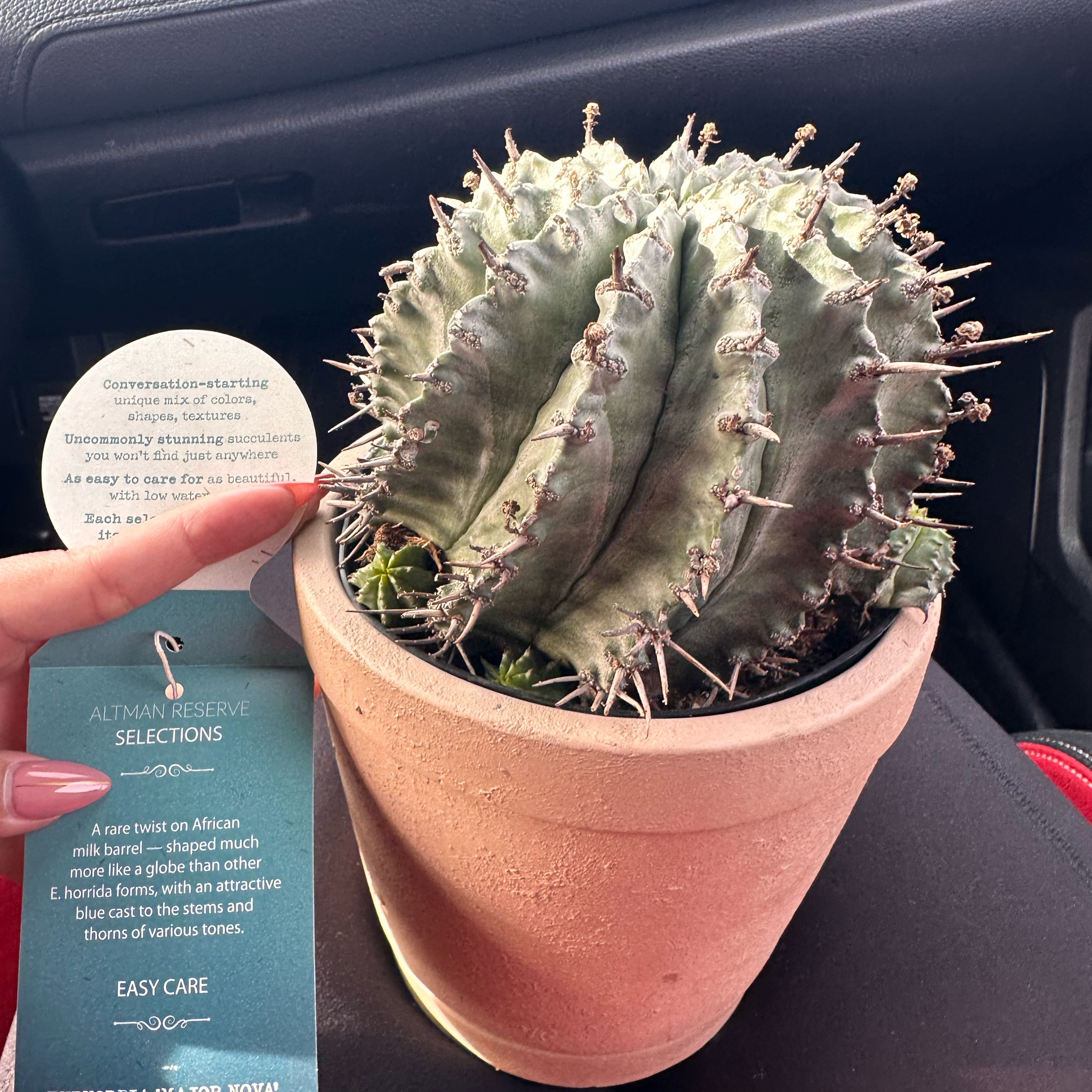 Photo of the plant species African Milk Barrel by @QuaintBushlily named ChloroPhil on Greg, the plant care app