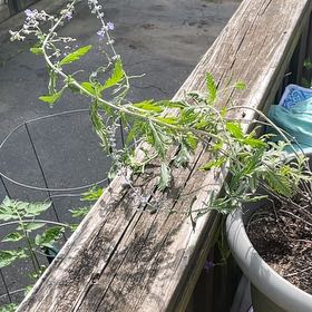 Photo of the plant species Perovskia atriplicifolia by @YummyCopperleaf named Doja Cat on Greg, the plant care app