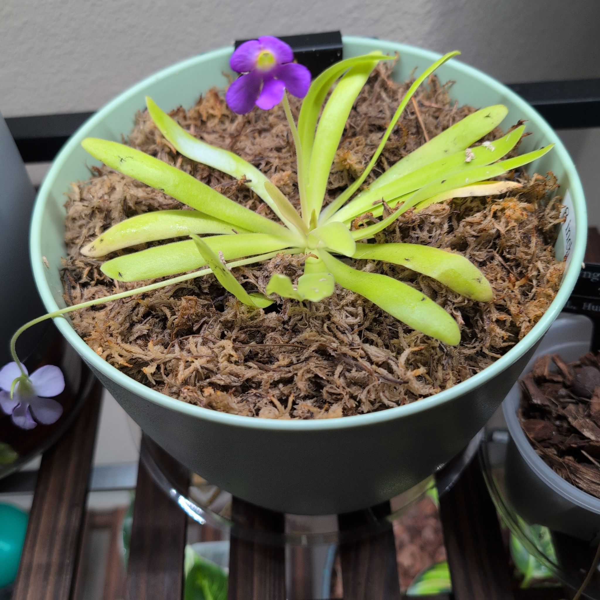 Photo of the plant species Aphrodite Butterwort by @MariSass named Butterwort Aphrodite on Greg, the plant care app