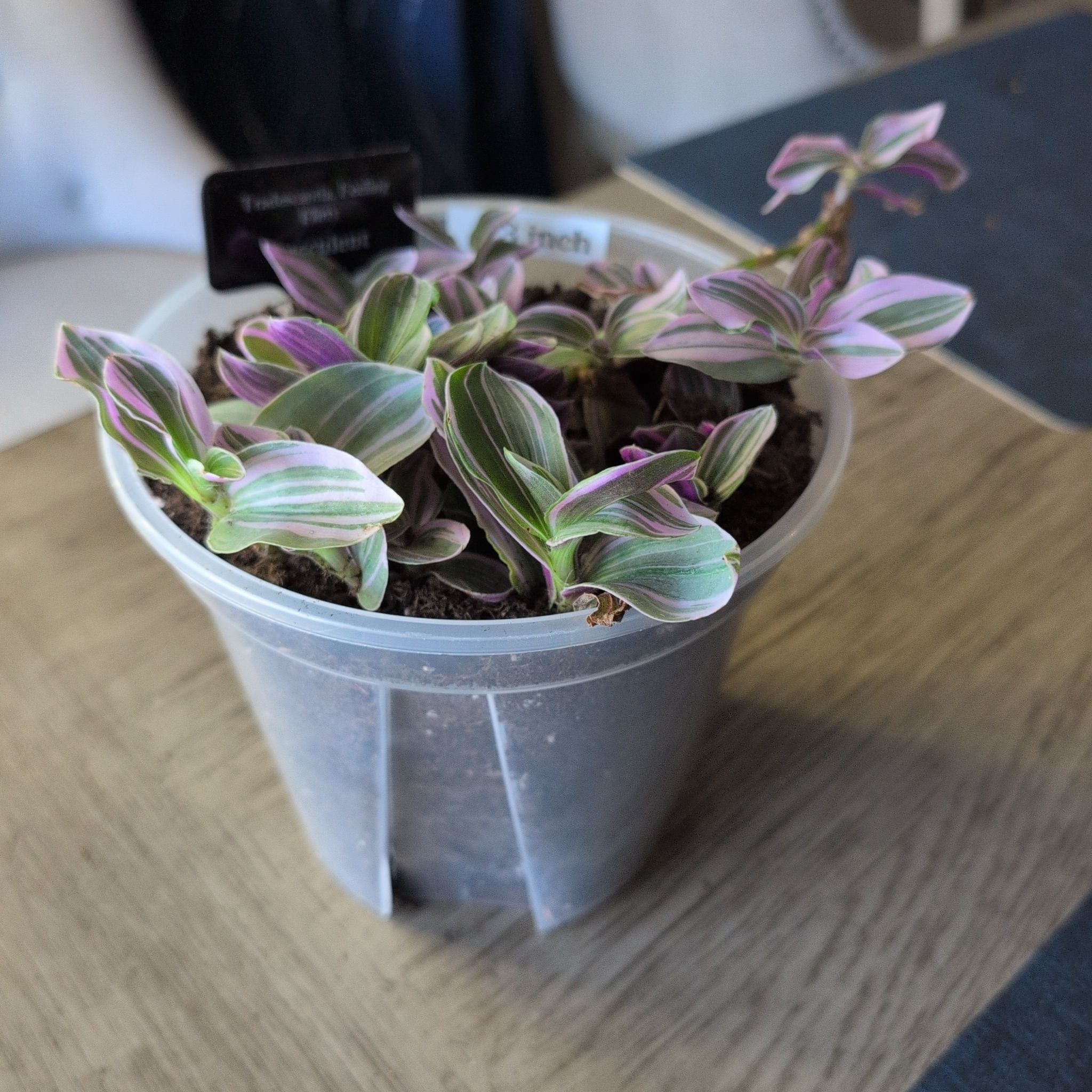 Photo of the plant species Tradescantia Feeling Flirty by @MariSass named Tradescantia Feeling Flirty on Greg, the plant care app