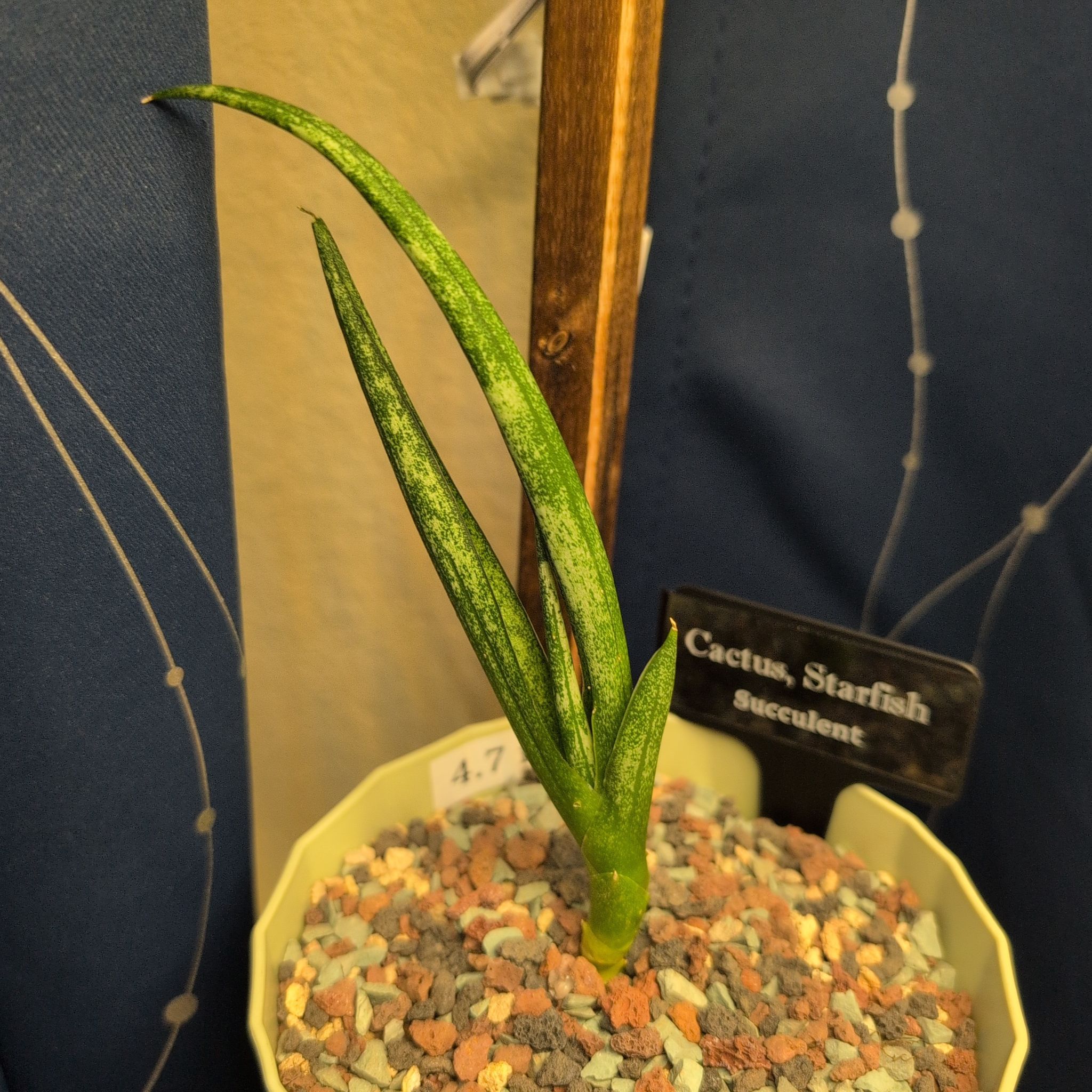 Photo of the plant species Starfish Cactus by @MariSass named Cactus Starfish on Greg, the plant care app