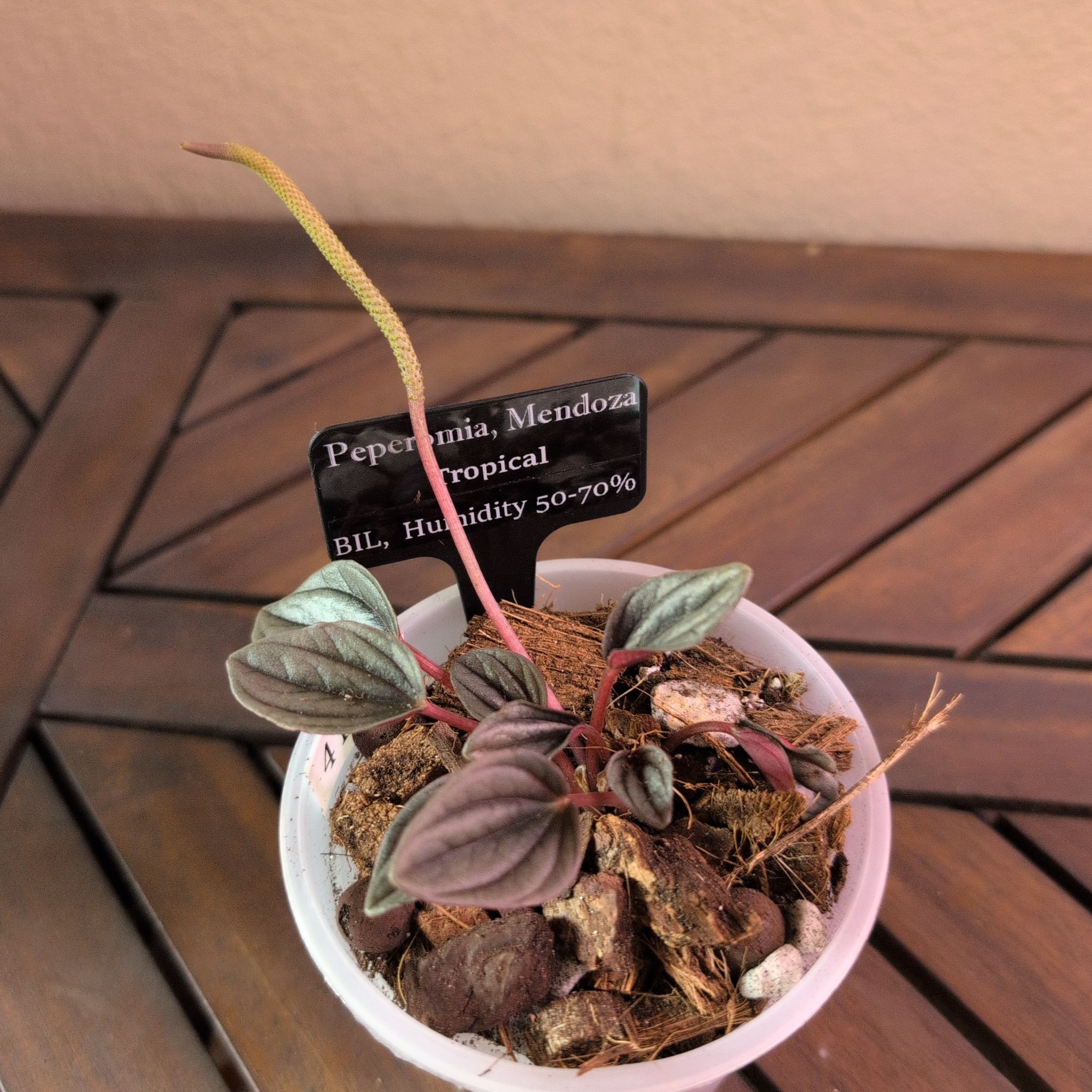 Photo of the plant species Mendoza by @MariSass named Peperomia Mendoza on Greg, the plant care app