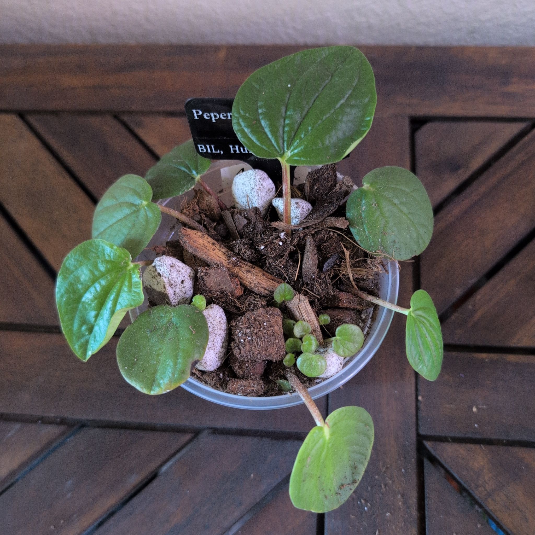 Photo of the plant species Peperomia 'Leap Frog' by @MariSass named Peperomia Leap Frog on Greg, the plant care app