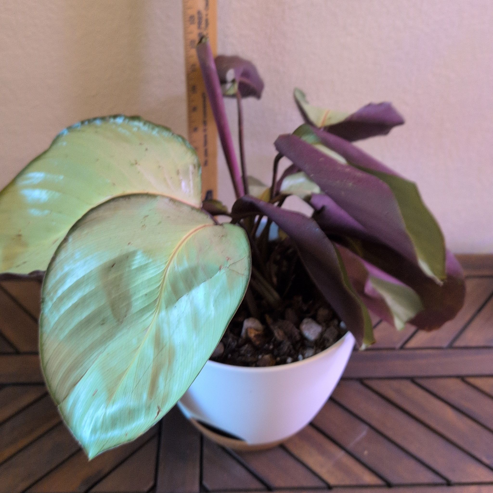 Photo of the plant species Calathea Silver (gray) Star by @MariSass named Calathea Silver Plate on Greg, the plant care app