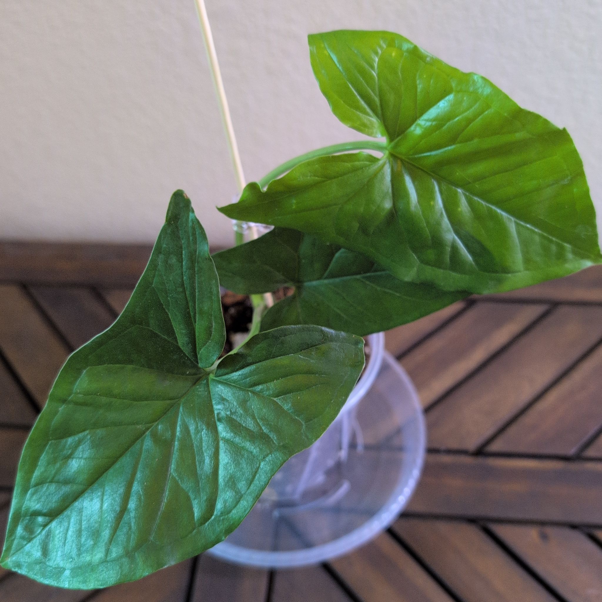 Photo of the plant species Syngonium Green by @MariSass named Syngonium Green on Greg, the plant care app