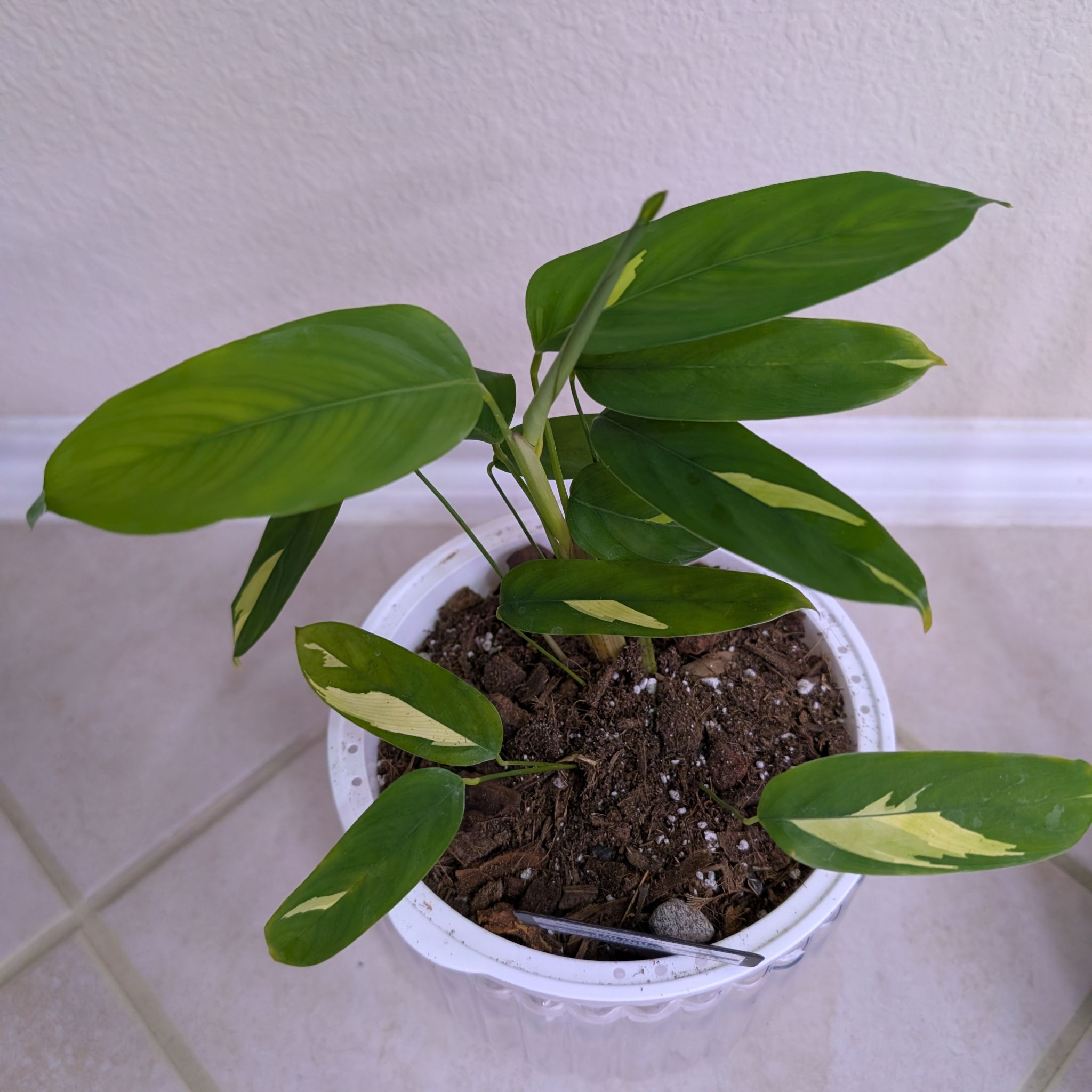 Photo of the plant species Araruta by @MariSass named Maranta Arrowroot on Greg, the plant care app