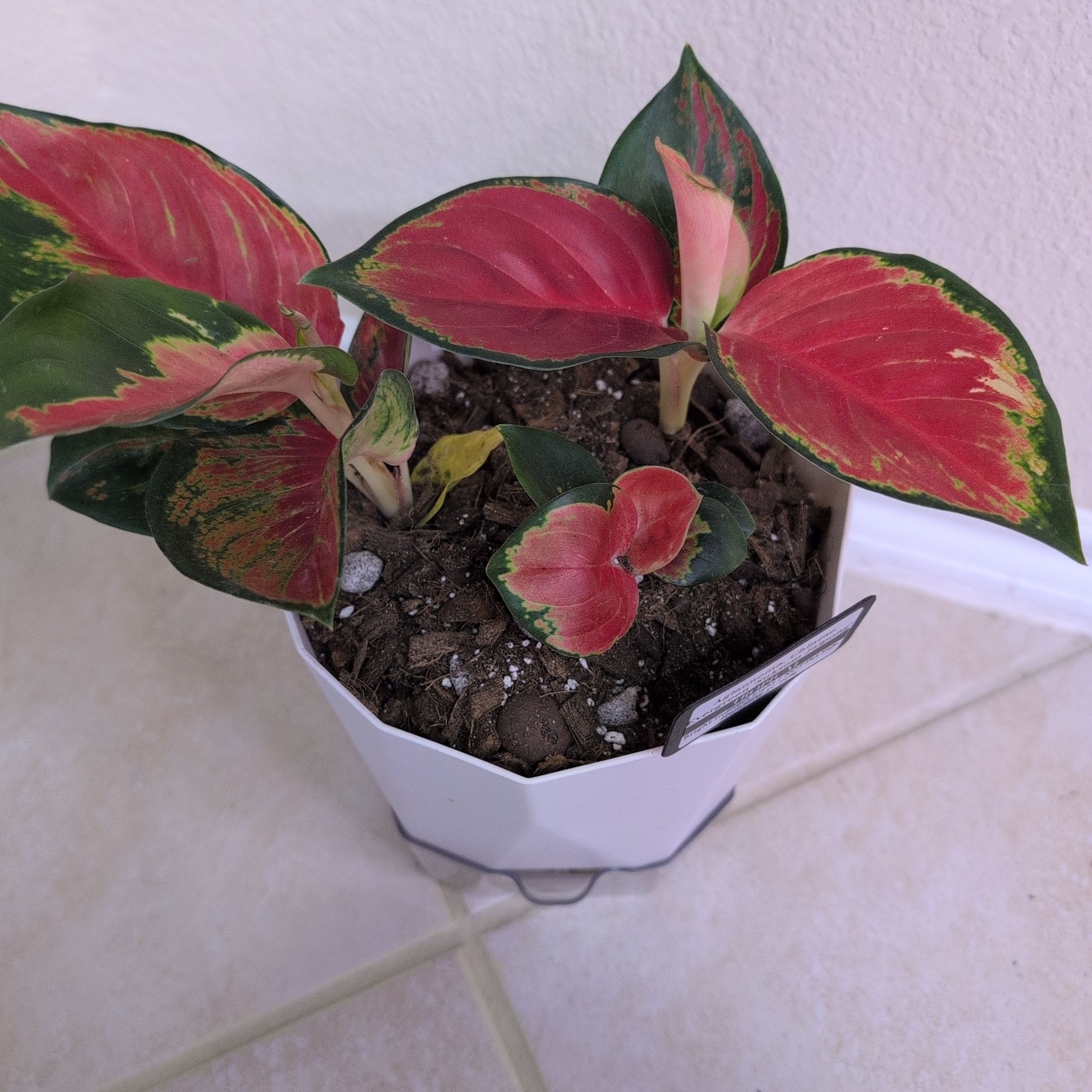 Photo of the plant species Suksom Jaipong Aglaonema by @MariSass named Aglaonema Suksom Jaipong on Greg, the plant care app