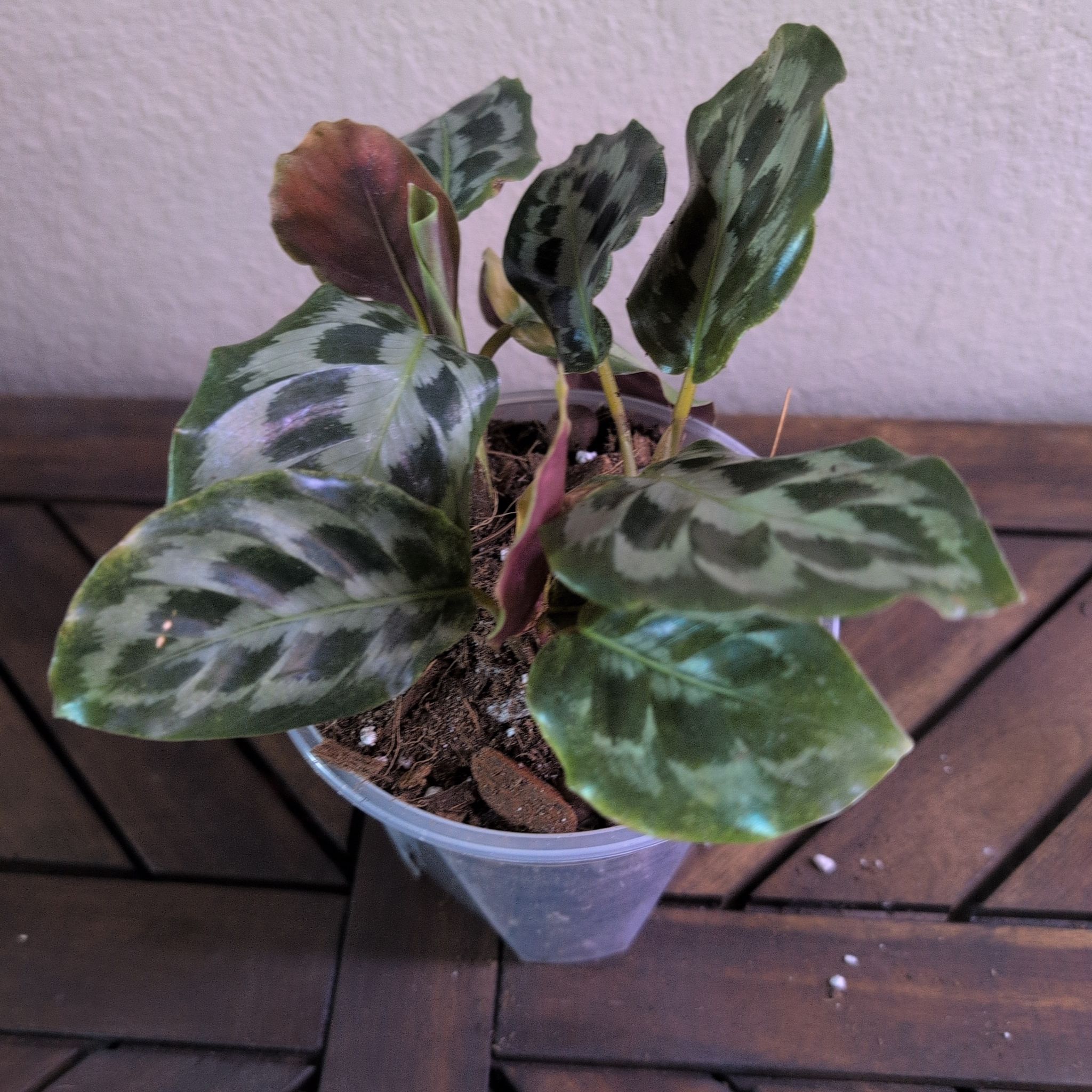 Photo of the plant species Calathea 'Helen Kennedy' by @MariSass named Calathea Helen Kennedy on Greg, the plant care app
