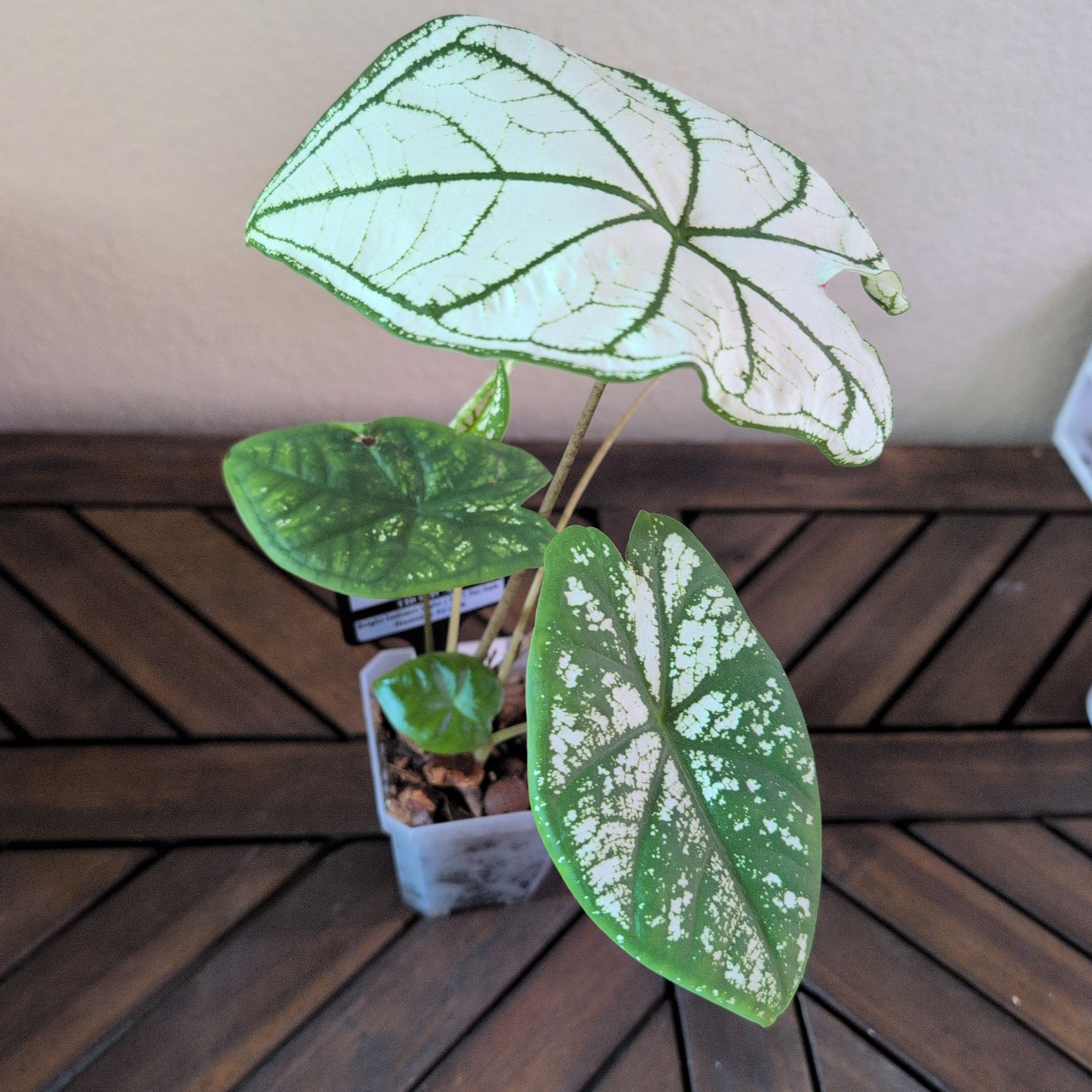 Photo of the plant species White Christmas Angel Wings by @MariSass named Caladium White Christmas on Greg, the plant care app